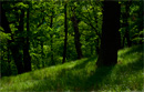 Bosc