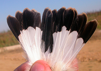 Extra 3