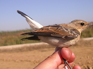 Extra 3