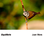 Finalista de l'apartat de fauna 2019