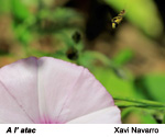 Finalista de l'apartat de fauna 2019
