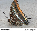 Finalista de l'apartat de fauna 2019