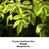 2n premi de l'apartat de flora 2019