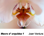 Finalista de l'apartat de flora 2019