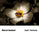Finalista de l'apartat de flora 2019