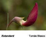 Finalista de l'apartat de flora 2019