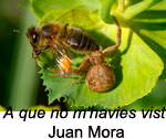 Finalista de l'apartat de fauna 2021