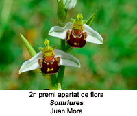 2n premi de l'apartat de flora 2021
