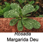 Finalista de l'apartat de flora 2021