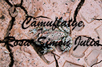 Finalista de l'apartat de fauna 2023