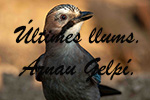 Finalista de l'apartat de fauna 2023