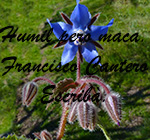 Finalista de l'apartat de flora 2023