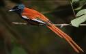 Descripci&oacute;: https://depana.org/wp-content/uploads/2026/07/Flickr_-_Rainbirder_-_Red-bellied_Paradise_Flycatcher_Terpsiphone_rufiventer_male.jpg