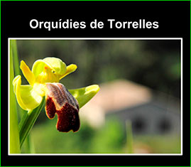 Exposici� d'orqu�dies 2022