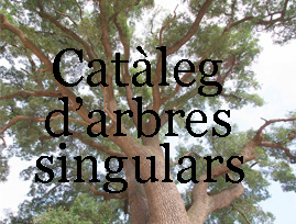 Catleg arbres singulars