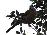 Imatge que cont� ocell, a l�aire lliure, arbre, bec

Descripci� generada autom�ticament