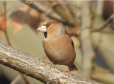 Imatge que cont� ocell, a l�aire lliure, bec, Passeriformes

Pot ser que el contingut generat amb IA no sigui correcte.