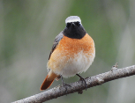 Imatge que cont� ocell, ocell cantaire, a l�aire lliure, fauna

Pot ser que el contingut generat amb IA no sigui correcte.