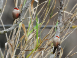 Imatge que cont� a l�aire lliure, arbre, Branquill�, branca

Pot ser que el contingut generat amb IA no sigui correcte.