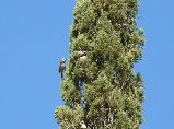 Imatge que cont� a l�aire lliure, cel, planta, arbre

Pot ser que el contingut generat amb IA no sigui correcte.
