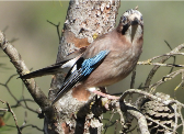 Imatge que cont� ocell, arbre, a l�aire lliure, encimbellat

Pot ser que el contingut generat amb IA no sigui correcte.