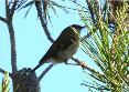 Imatge que cont� ocell, arbre, a l�aire lliure, encimbellat

Pot ser que el contingut generat per IA no sigui correcte.