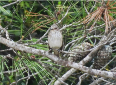 Imatge que cont� ocell, a l�aire lliure, arbre, pardal

Pot ser que el contingut generat per IA no sigui correcte.