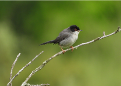 Imatge que cont� ocell, a l�aire lliure, fauna, bec

Pot ser que el contingut generat per IA no sigui correcte.