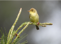 Imatge que cont� ocell, bec, a l�aire lliure, Passeriformes

Pot ser que el contingut generat per IA no sigui correcte.
