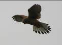 Imatge que cont� ocell, rapinyaire, falc�, a l�aire lliure

Pot ser que el contingut generat per IA no sigui correcte.