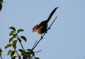 Imatge que cont� a l�aire lliure, ocell, cel, arbre

Pot ser que el contingut generat per IA no sigui correcte.