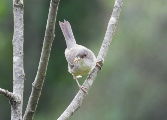 Imatge que cont� ocell, a l�aire lliure, arbre, encimbellat

Pot ser que el contingut generat per IA no sigui correcte.