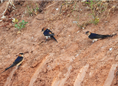 Imatge que cont� a l�aire lliure, ocell, ocell cantaire, terra

Pot ser que el contingut generat per IA no sigui correcte.