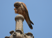 Imatge que cont� ocell, a l�aire lliure, cel, rapinyaire

Pot ser que el contingut generat per IA no sigui correcte.