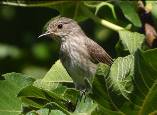 Imatge que cont� ocell, arbre, a l�aire lliure, bec

Pot ser que el contingut generat per IA no sigui correcte.