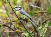 Imatge que conté ocell, a l’aire lliure, ocell cantaire, fauna
Pot ser que el contingut generat per IA no sigui correcte.