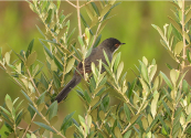 Imatge que cont� ocell, arbre, a l�aire lliure, planta

Pot ser que el contingut generat per IA no sigui correcte.