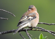 Imatge que cont� ocell, ocell cantaire, a l�aire lliure, fauna

Pot ser que el contingut generat per IA no sigui correcte.