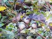 Imatge que cont� a l�aire lliure, arbre, ocell, fauna

Pot ser que el contingut generat per IA no sigui correcte.