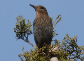 Imatge que cont� ocell, arbre, bec, a l�aire lliure

Pot ser que el contingut generat per IA no sigui correcte.