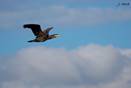 Cormor�n grande 21