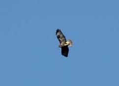 Img_4274pet