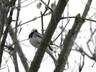 Motacilla_alba-dscn2904