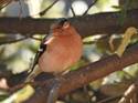 Dscn7781-fringilla_coelebs