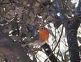 Dscn7778-erithacus_rubecula