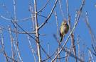 Birds_neu4959