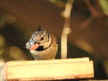Lophophanes_cristatus-mallerenga_emplomallada-dscn7666