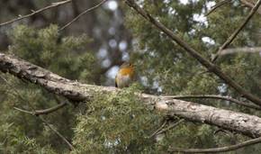 _neu5015-erithacula_rubecula