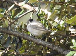 Dscn7822-sylvia_atricapilla