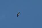 _NEU0402-Buteo buteo (1)